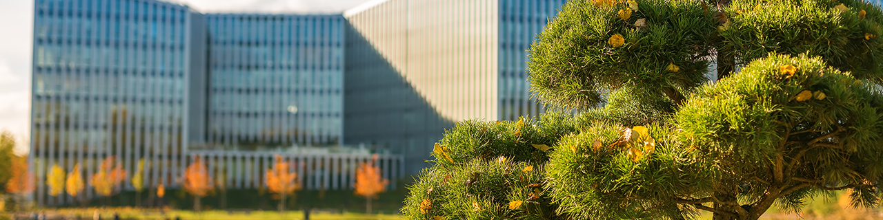 A well-maintained pine tree sits in a contemporary architectural setting with glass buildings and autumn foliage reflected in the water